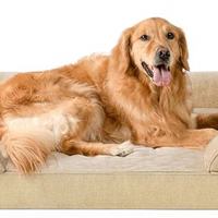 Washable dog bed, off-white
